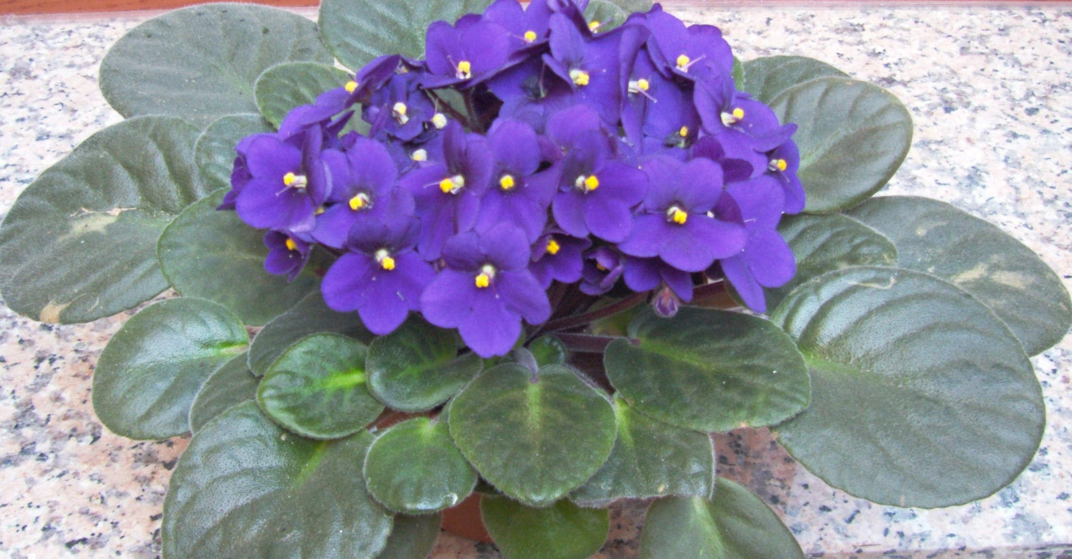 Cape Primrose (Streptocarpus sect. Saintpaulia) plant