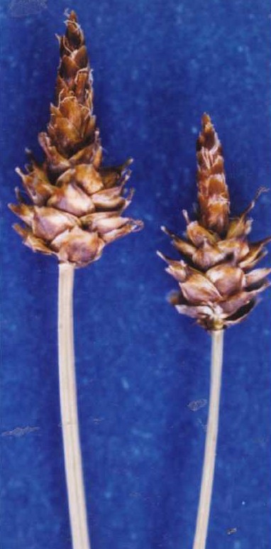 Capitate Sedge (Carex capitata) plant