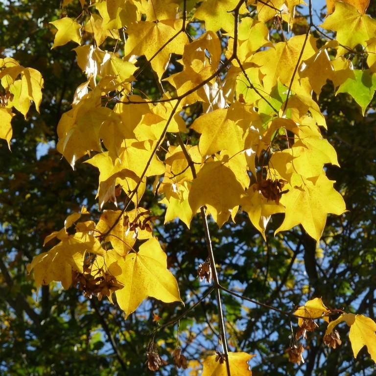 cappadocian maple (Acer cappadocicum) plant — close-up photo
