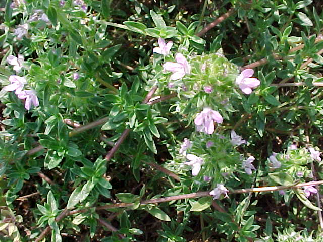Caraway Thyme (Thymus herba-barona) plant