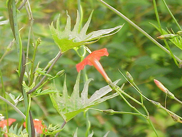 Cardinal Climber (Ipomoea × multifida) plant