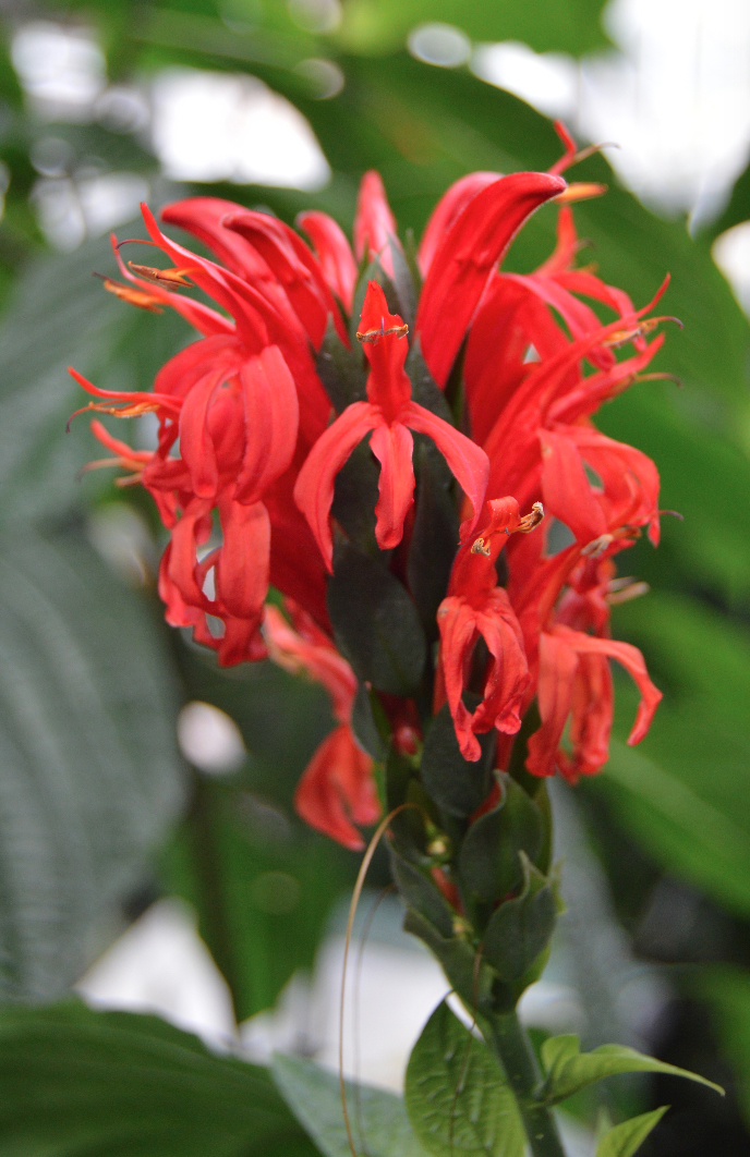 Cardinal's Guard (Pachystachys coccinea) plant