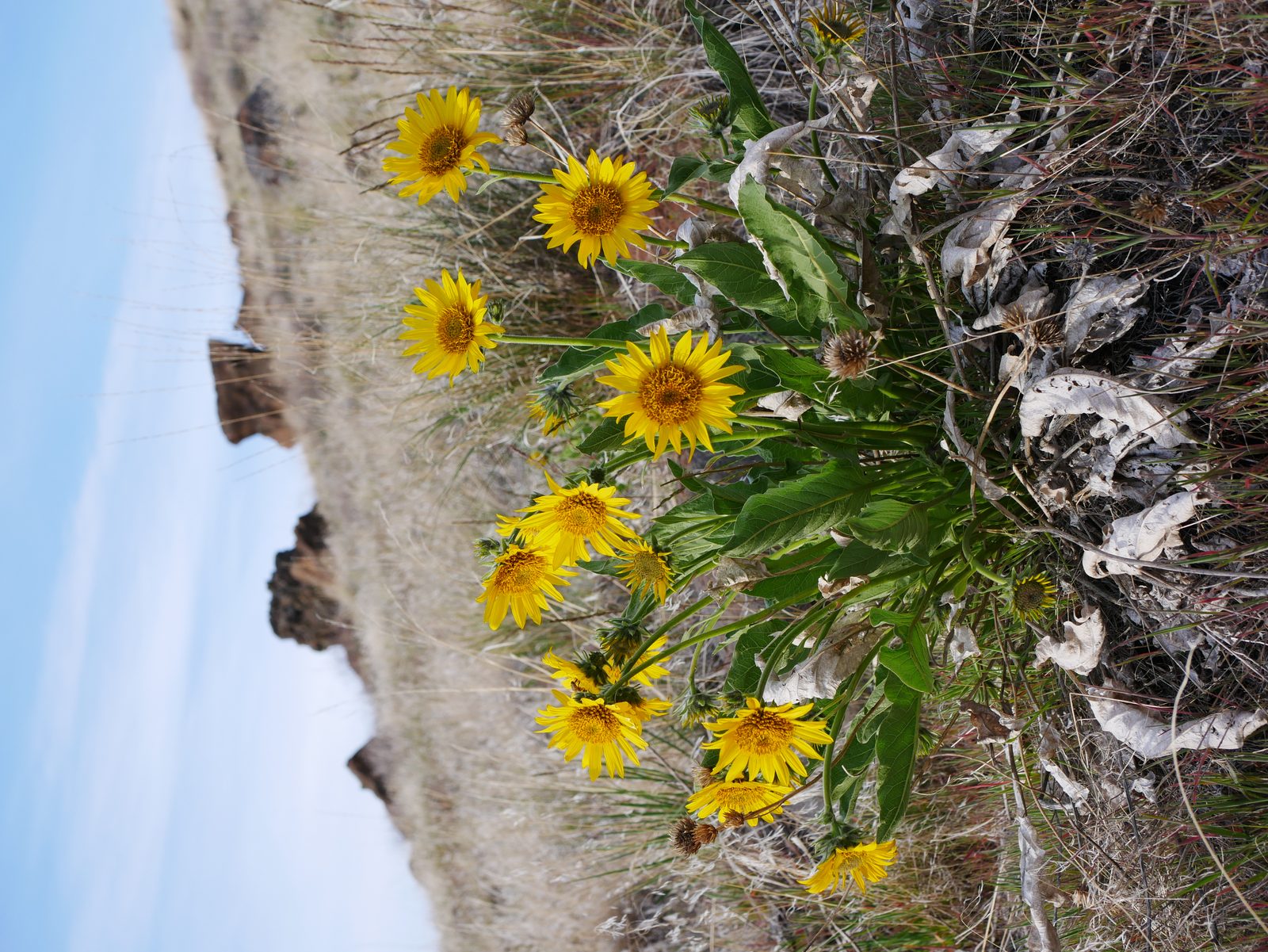 Carey's Balsamroot (Balsamorhiza careyana) plant
