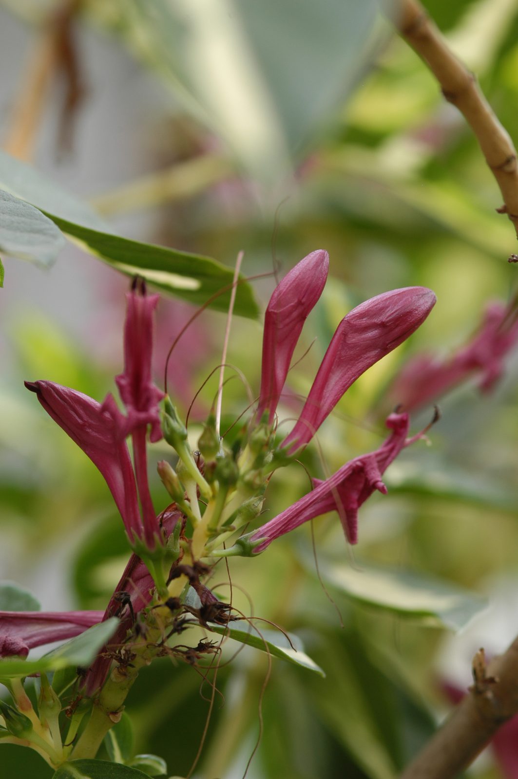 Caricature Plant (Graptophyllum pictum) plant