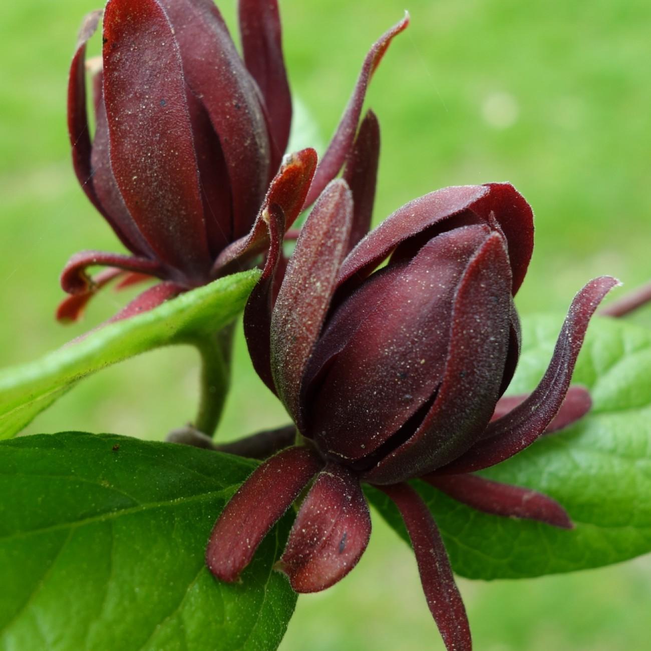 Carolina allspice (Calycanthus 'SMNCAF' SIMPLY SCENTSATIONAL) plant — close-up photo
