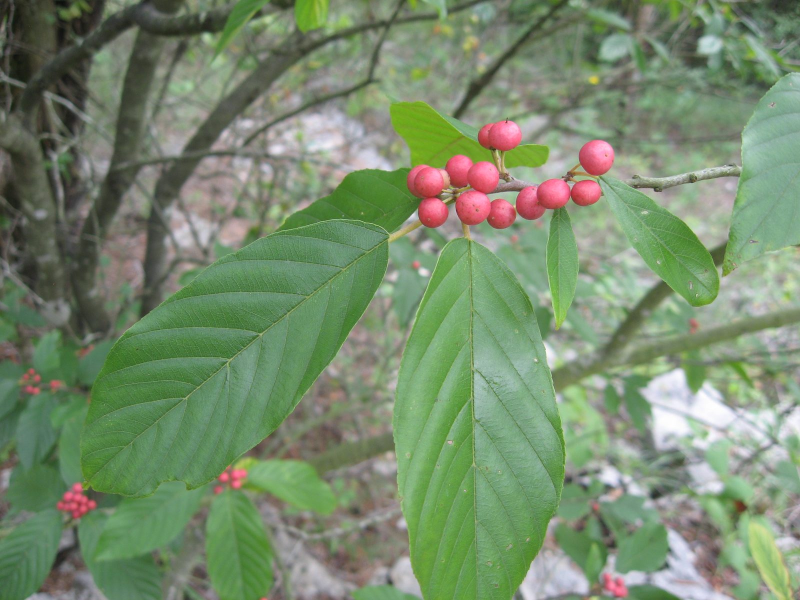 Carolina Buckthorn (Frangula caroliniana) plant