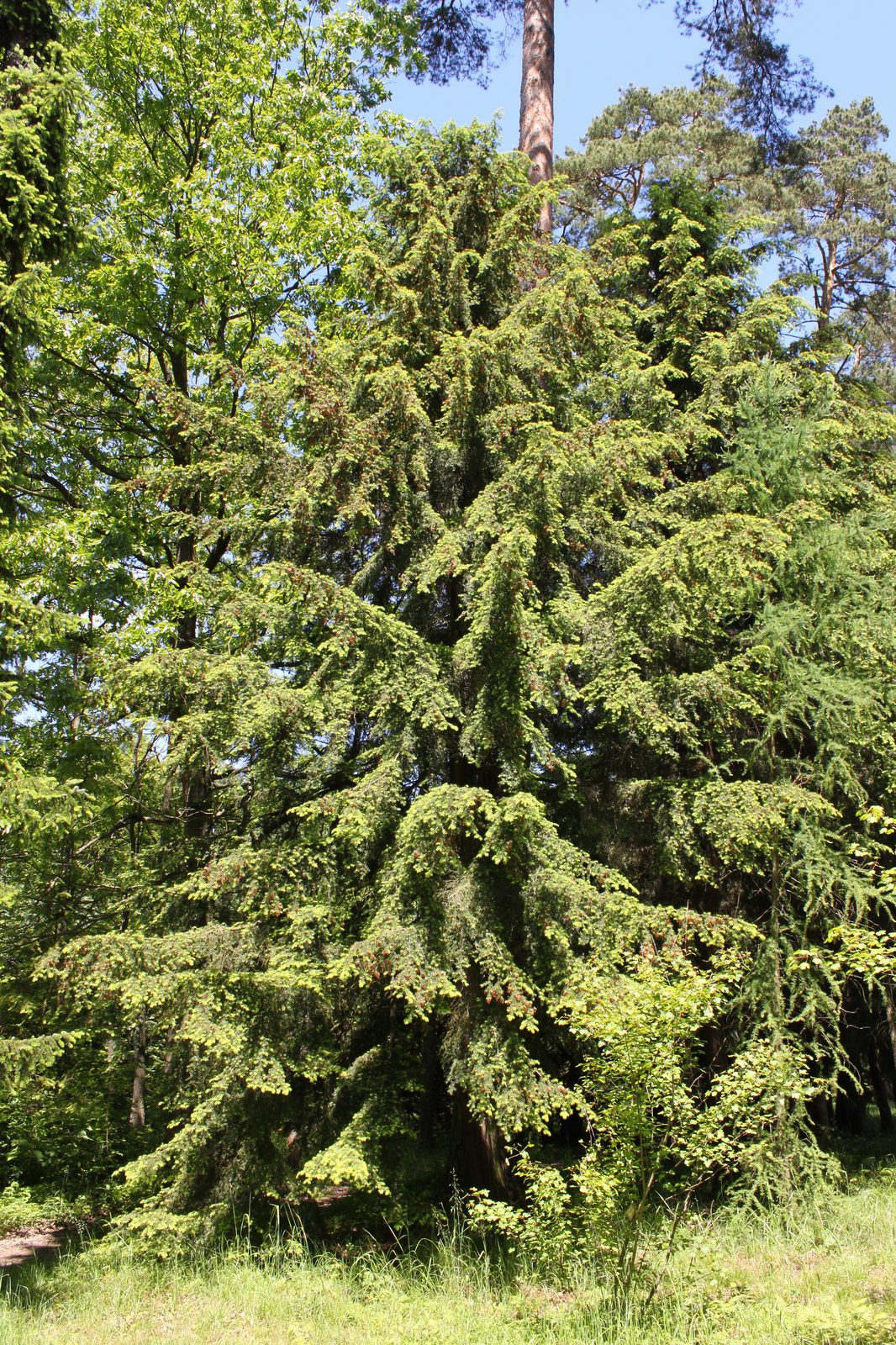 Carolina Hemlock (Tsuga caroliniana) plant