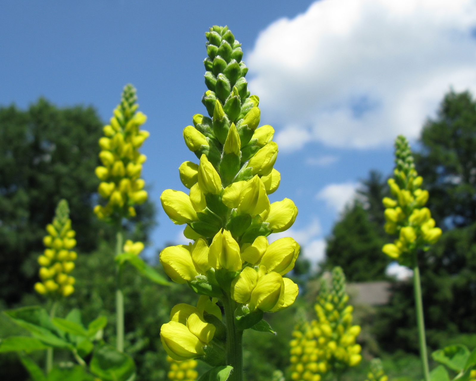 Carolina Lupine (Thermopsis villosa) plant