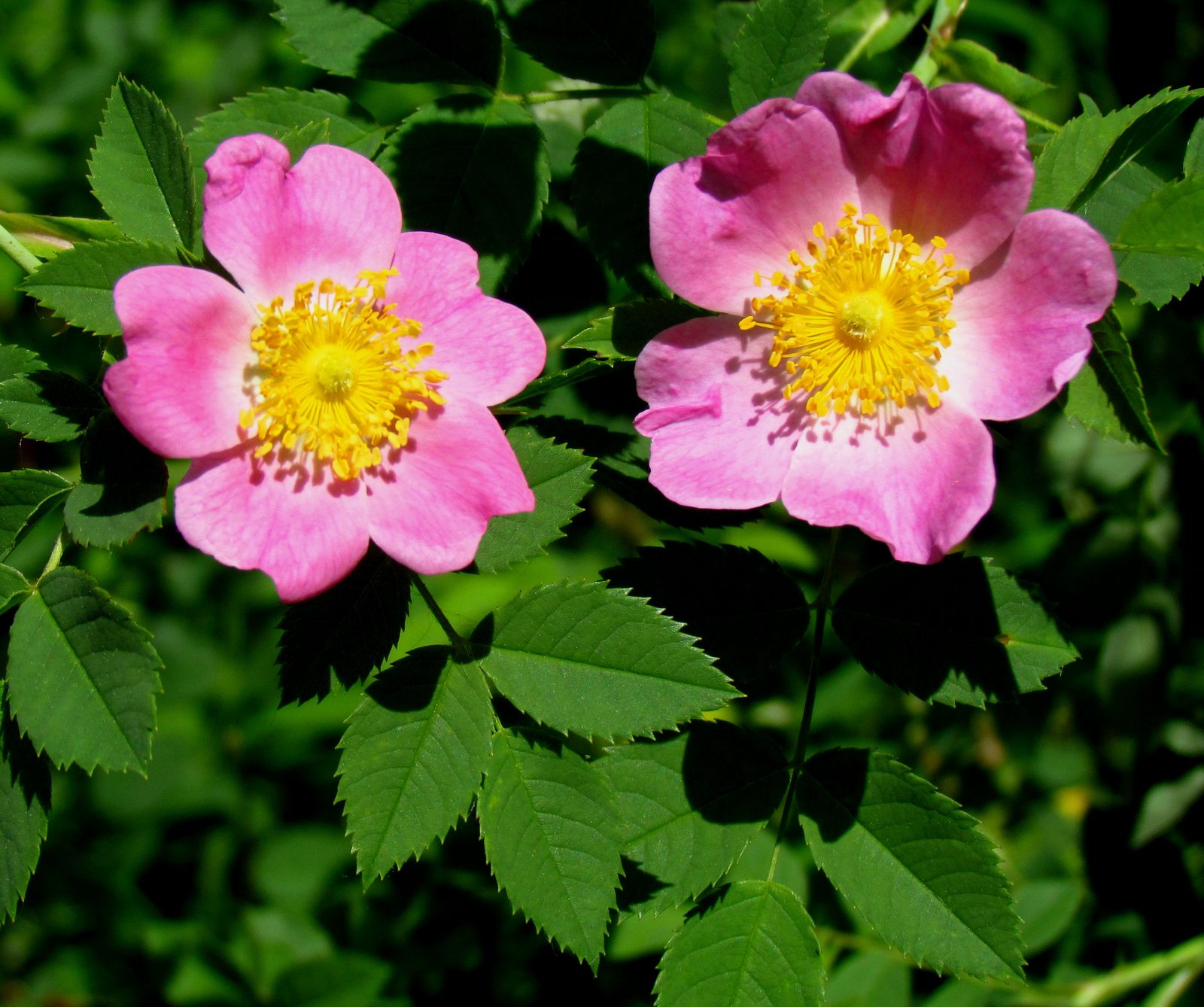 Carolina Rose (Rosa carolina) plant