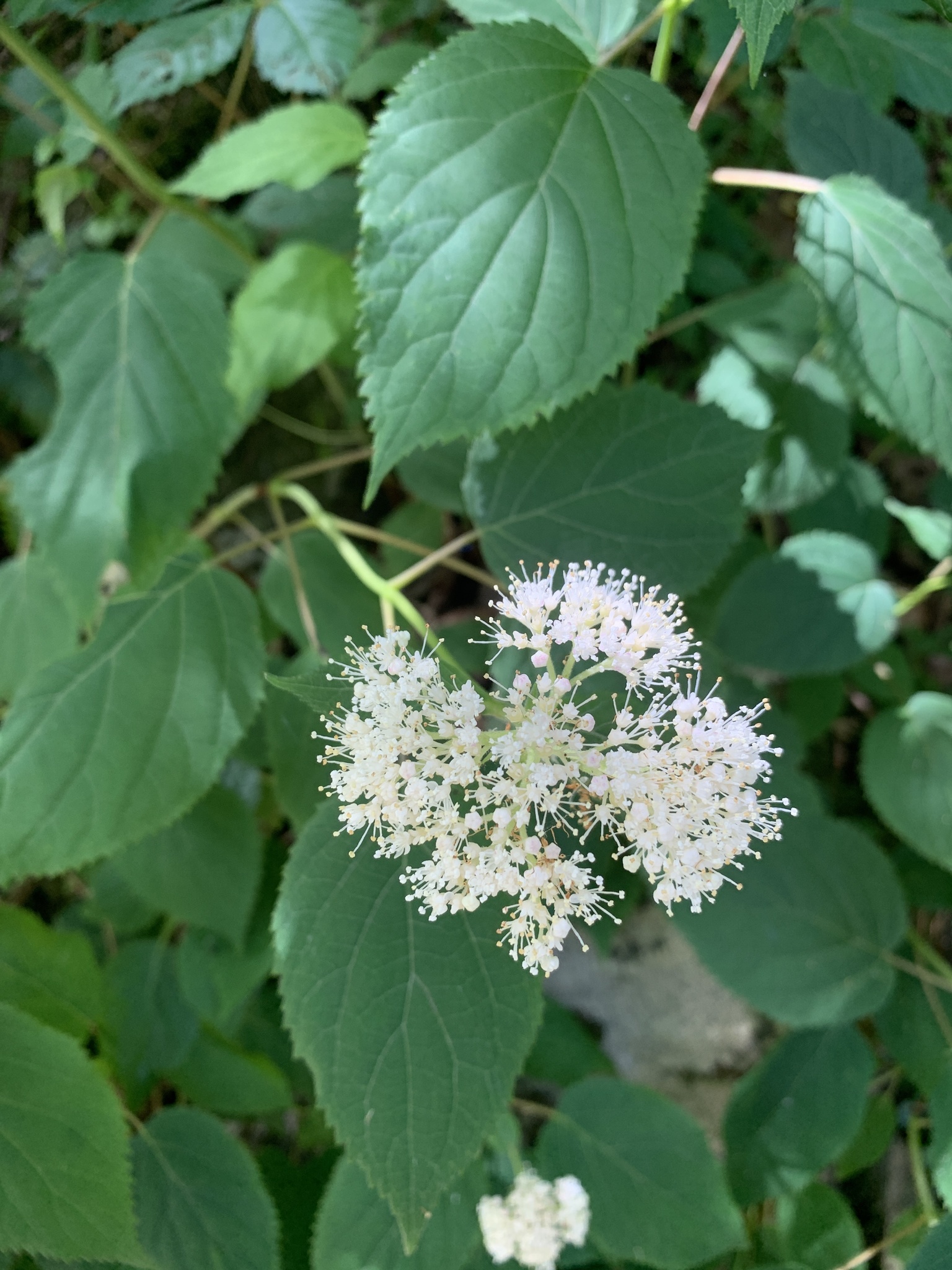 Cascade Hydrangea (Hydrangea seemannii) plant