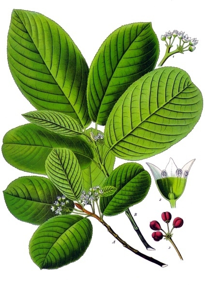 Cascara (Frangula purshiana) plant