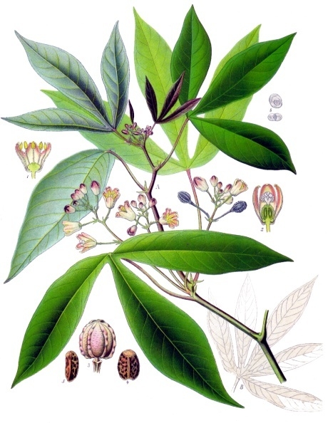 Cassava (Manihot esculenta) plant