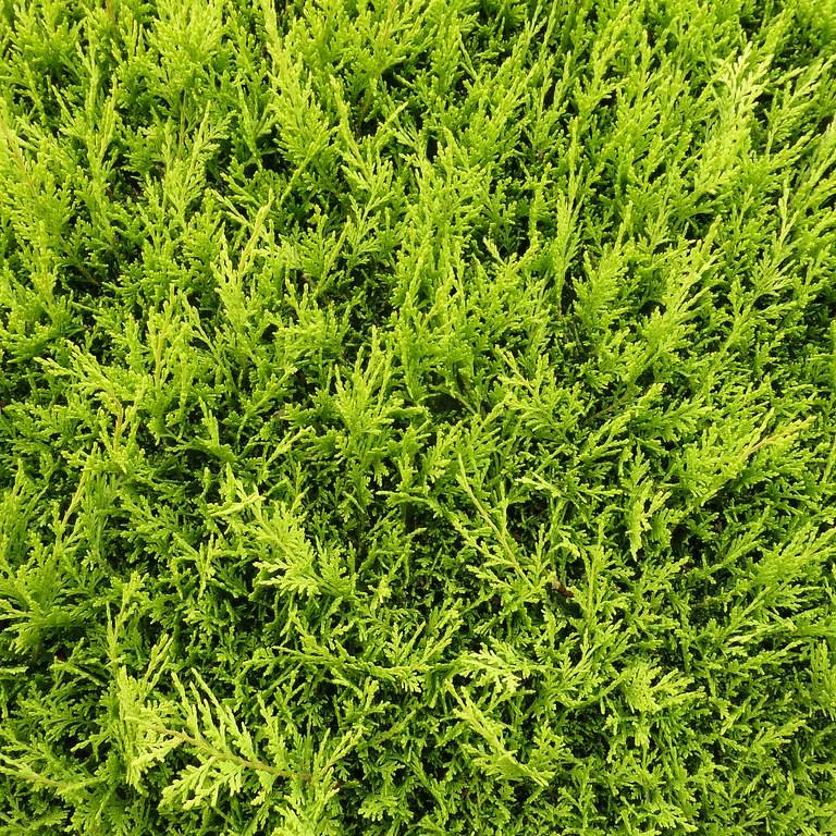 Castlewellan Leyland Cypress (Cupressocyparis x leylandii 'Castlewellan') plant — close-up photo