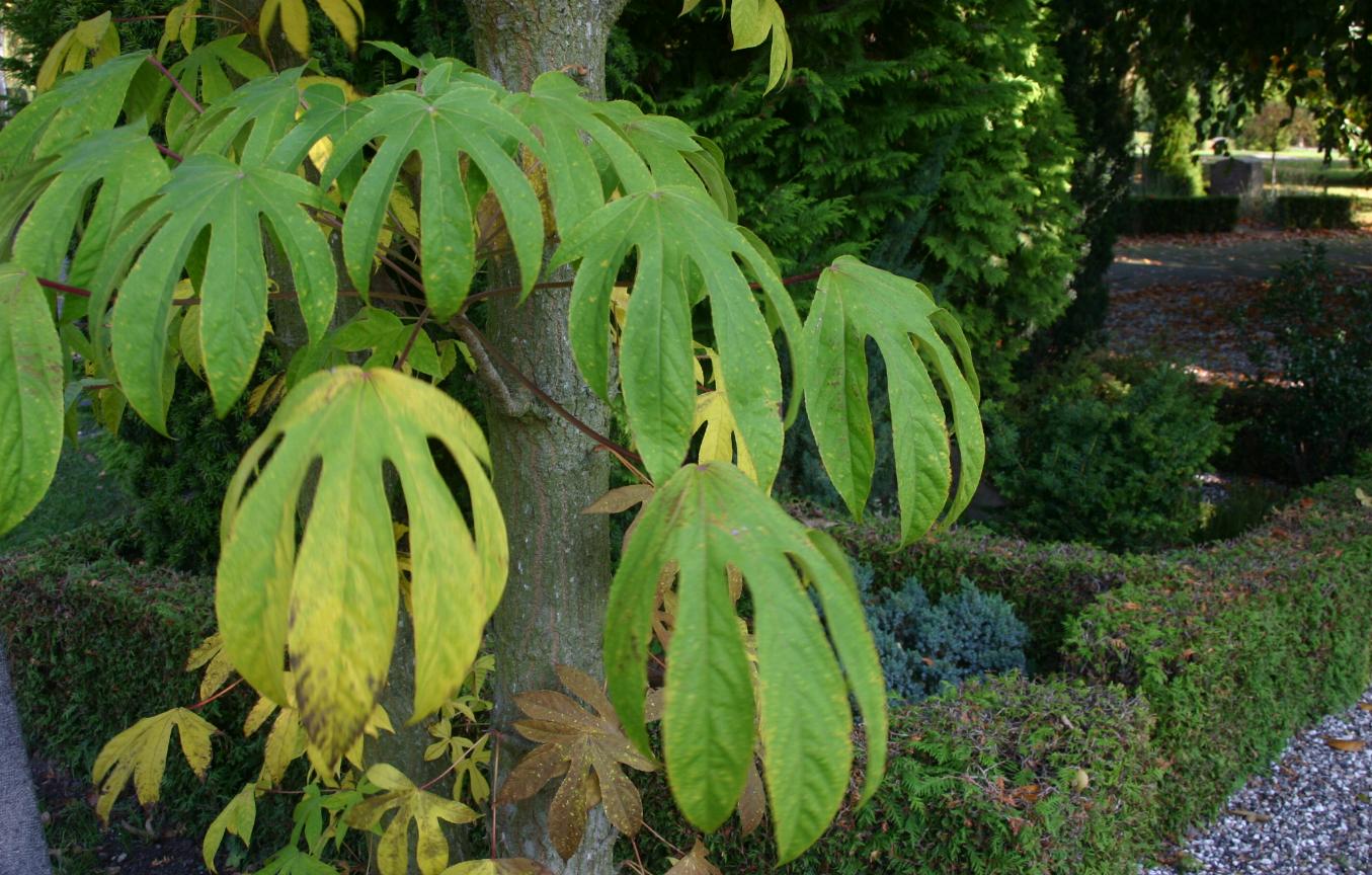 Castor Aralia (Kalopanax septemlobus) plant