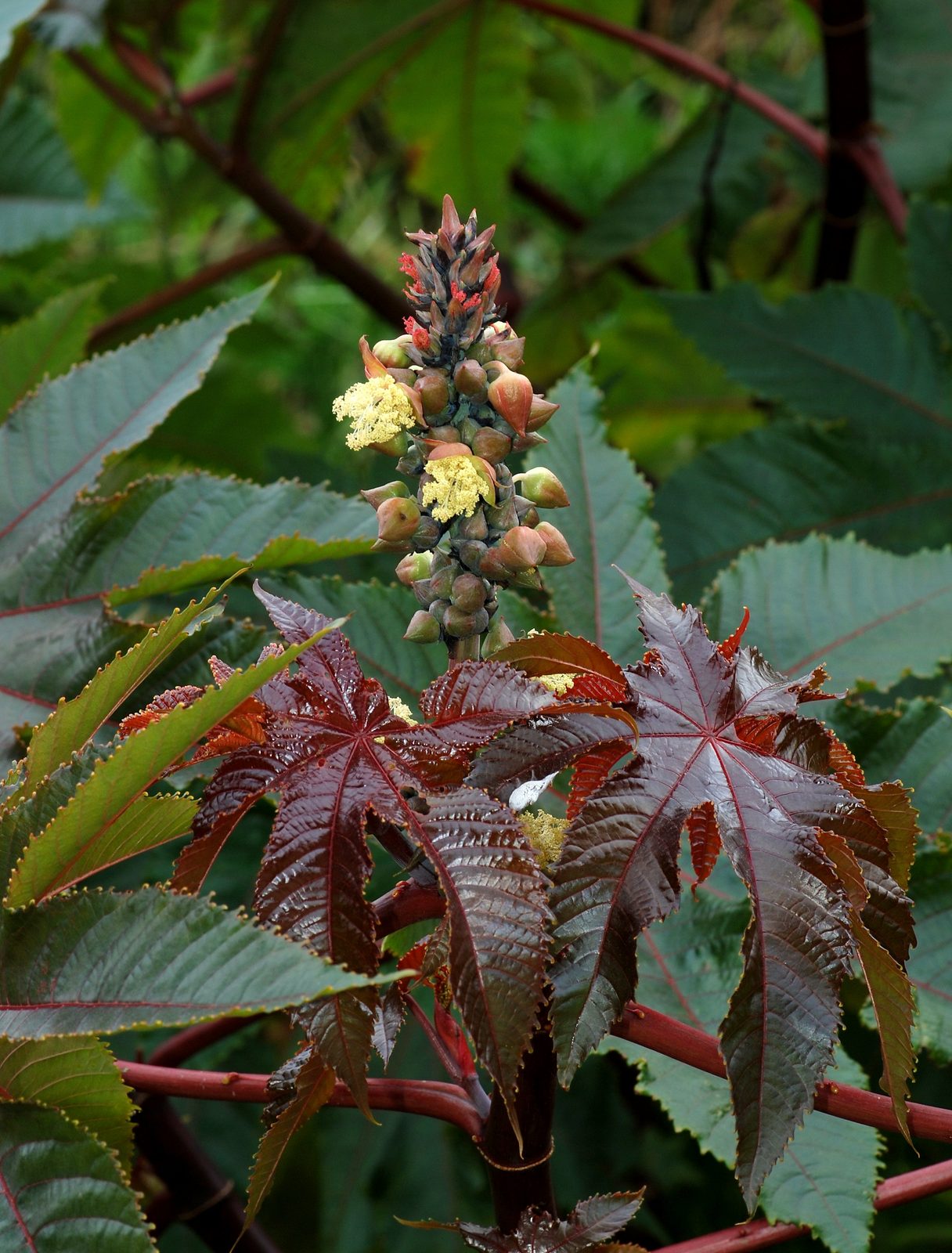 Castor Bean (Ricinus communis) plant