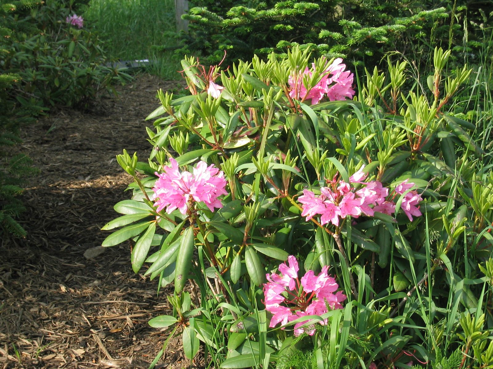 Catawba Rhododendron (Rhododendron catawbiense) plant