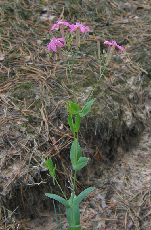 Catchfly (Silene armeria) plant
