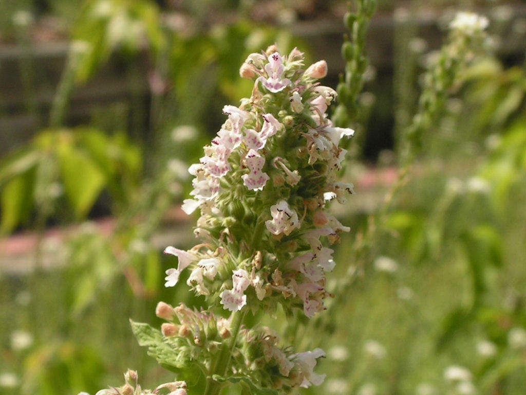 Catnip (Nepeta cataria) plant