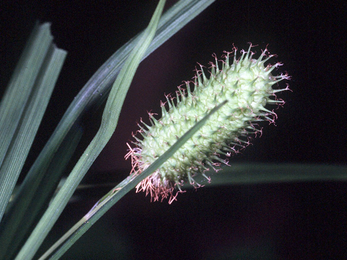 Cattail Sedge (Carex typhina) plant