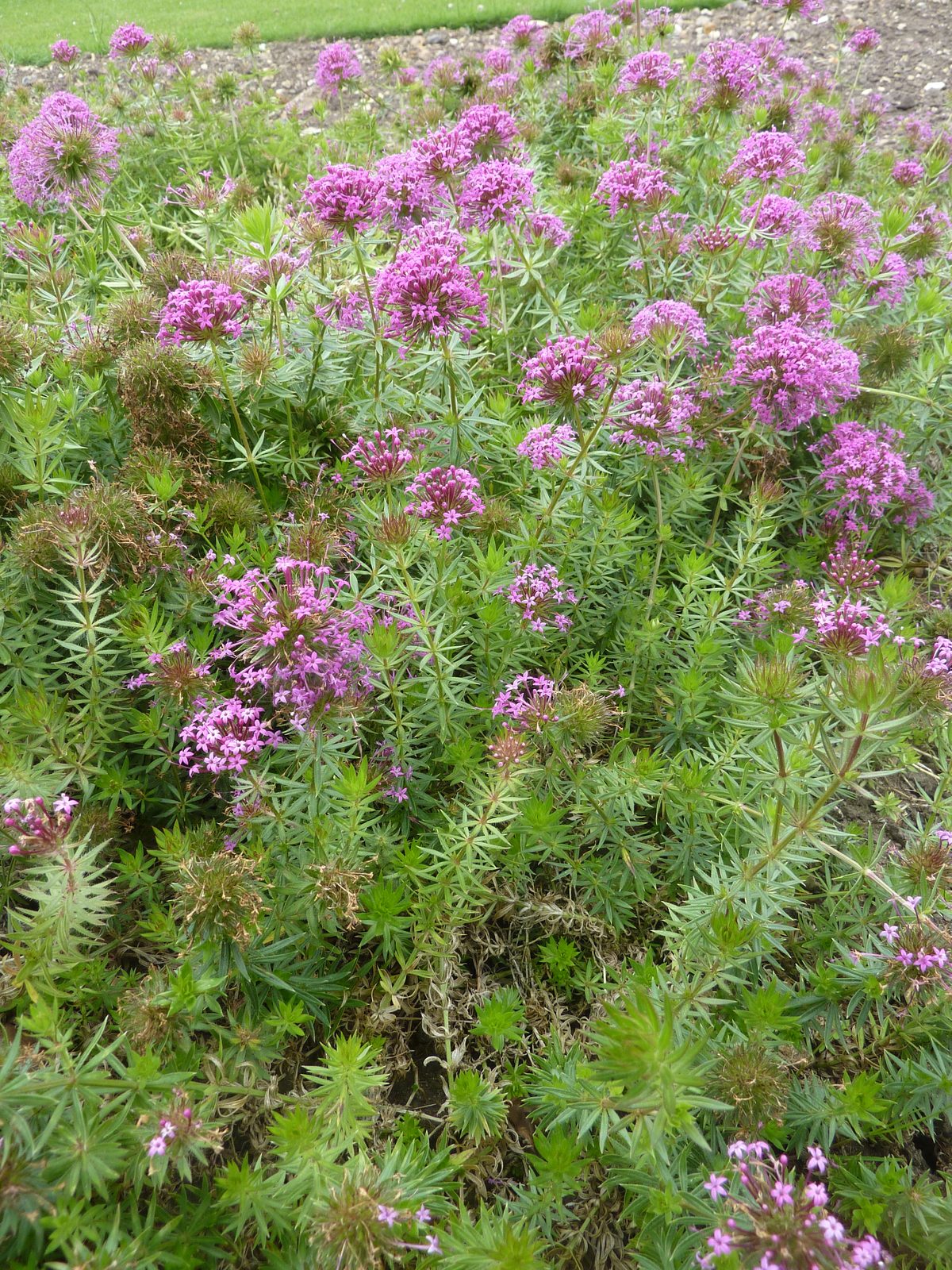 Caucasian Crosswort (Phuopsis stylosa) plant