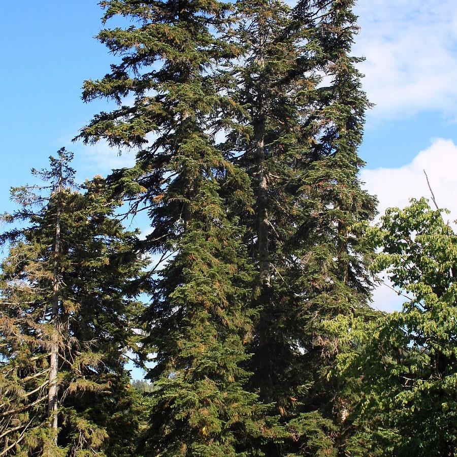 Caucasian fir (Abies nordmanniana subsp. equi-trojani) plant — close-up photo
