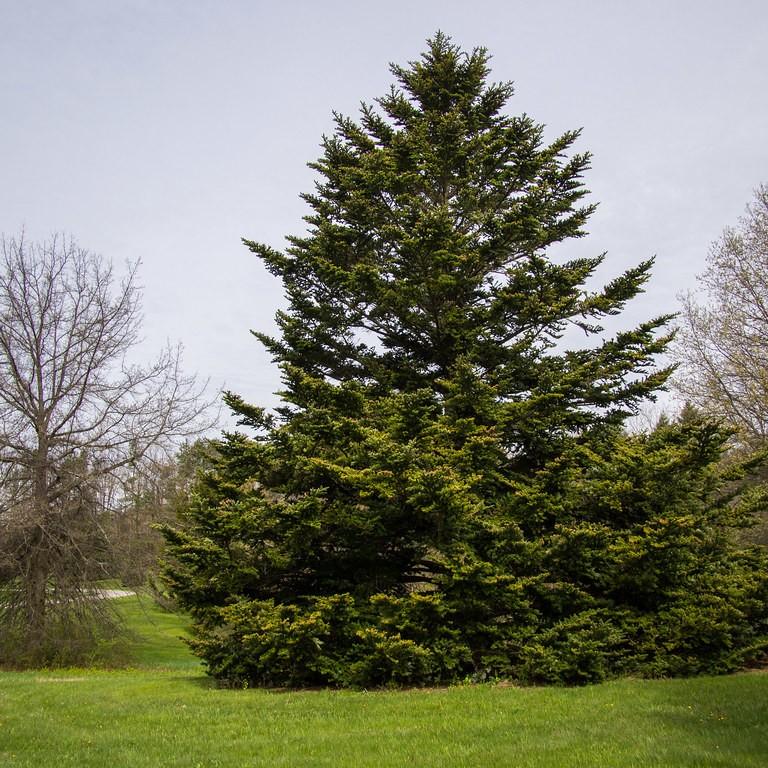 Caucasian fir (Abies nordmanniana) plant — close-up photo
