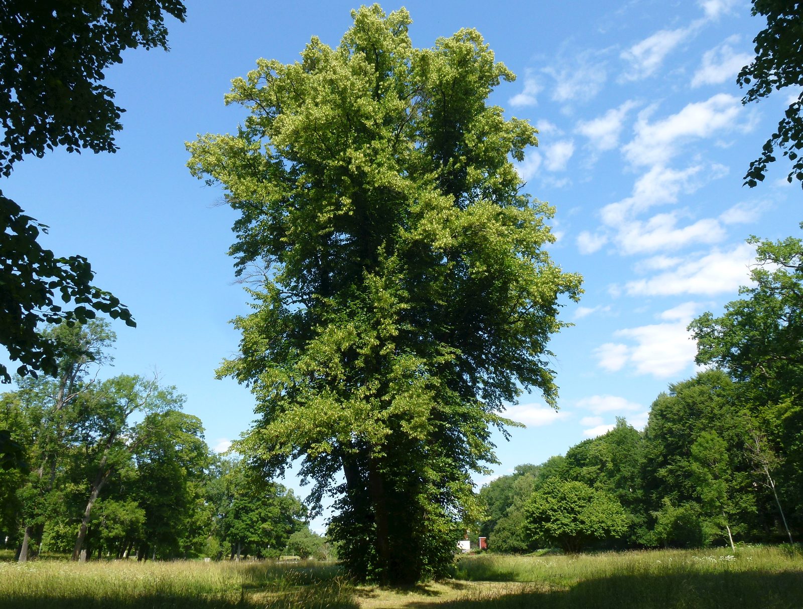 Caucasian Linden (Tilia euchlora) plant