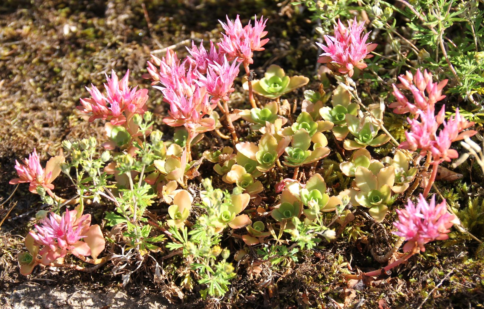 Caucasian Stonecrop (Phedimus spurius, formerly Sedum spurium) plant