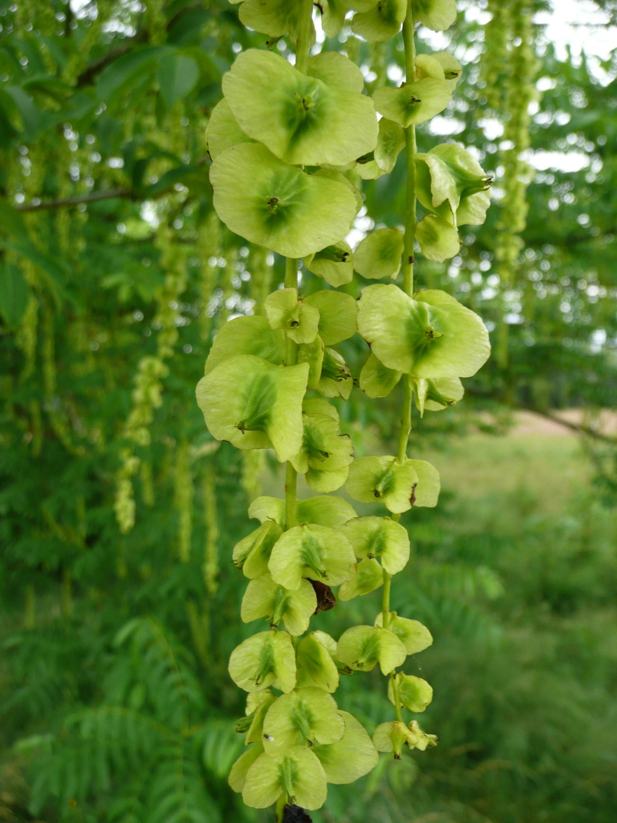 Caucasian Wingnut (Pterocarya fraxinifolia) plant
