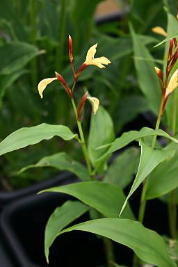 cautleya (Cautleya cathcartii) plant