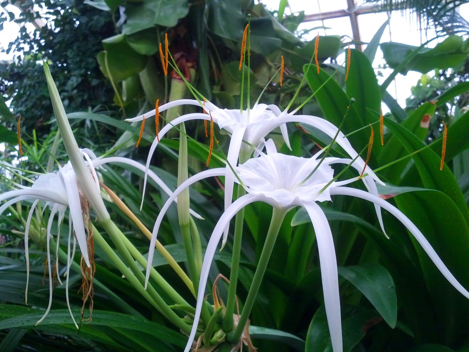 Cayman Islands Spider Lily (Hymenocallis caymanensis) plant — close-up photo