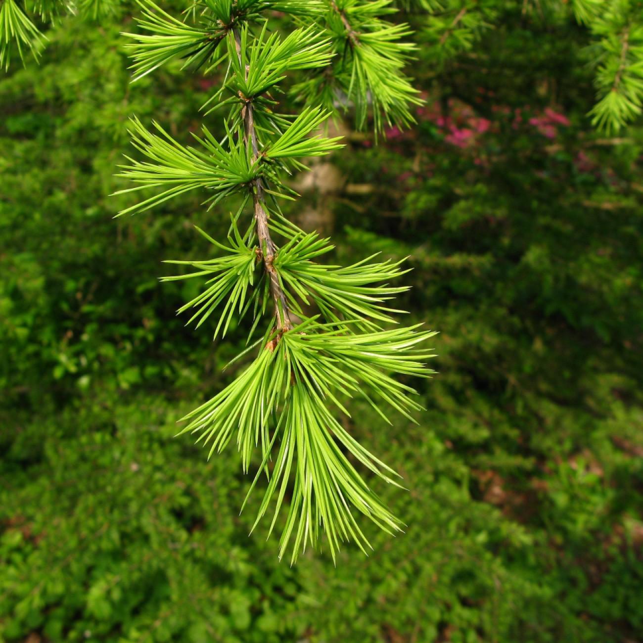cedar of Lebanon (Cedrus libani 'Hedgehog') plant — close-up photo