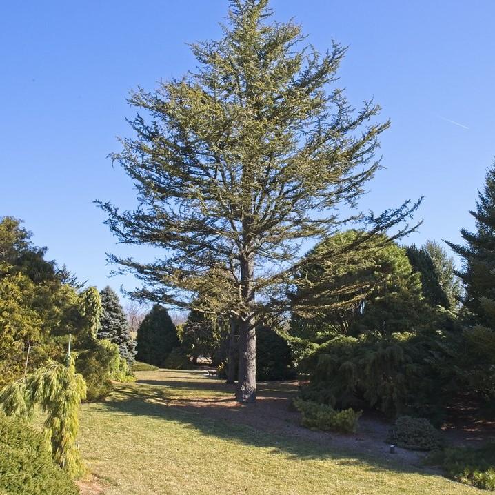 cedar of Lebanon (Cedrus libanitica subsp. stenocoma) plant — close-up photo