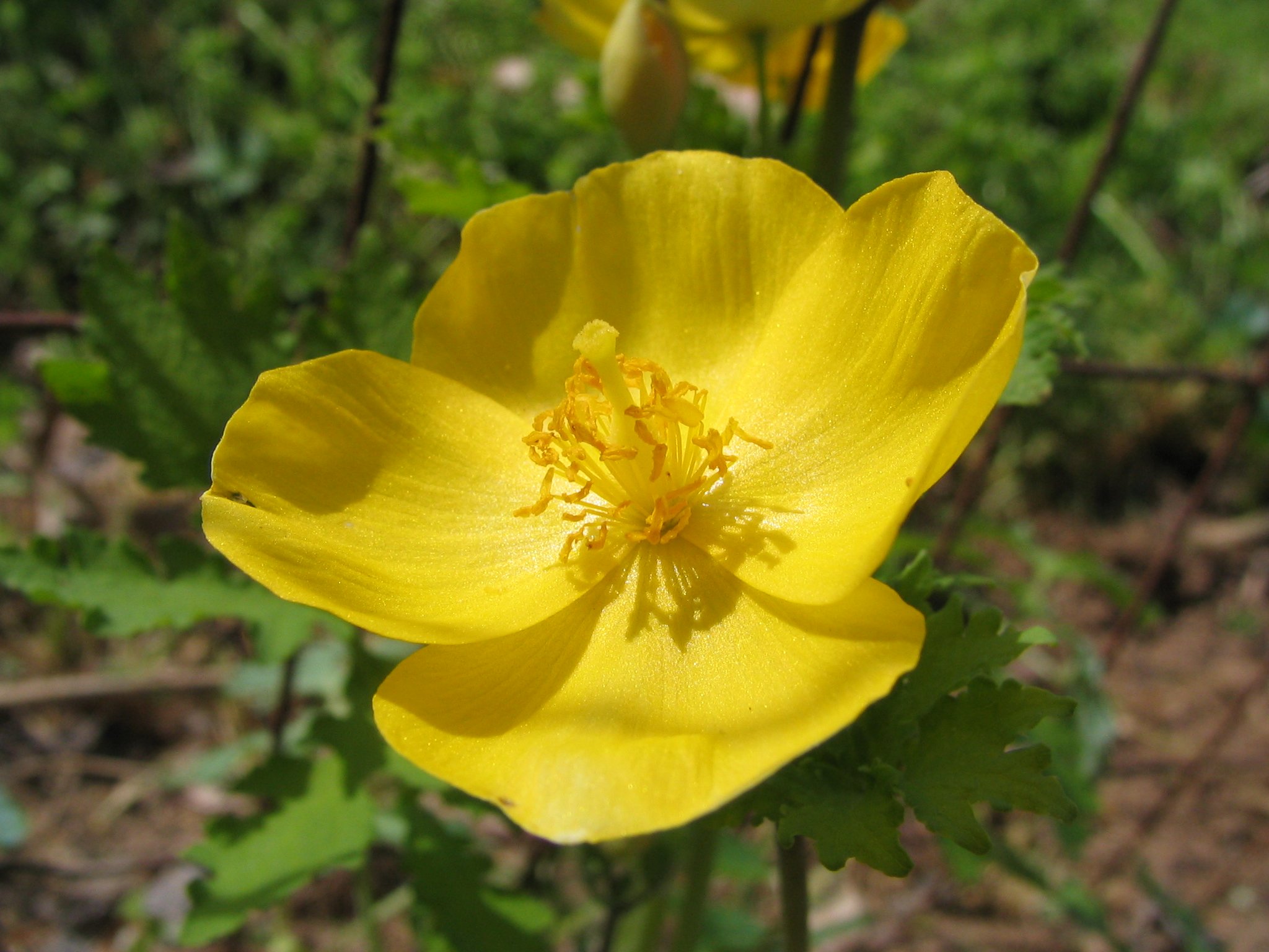 Celandine Poppy (Stylophorum diphyllum) plant
