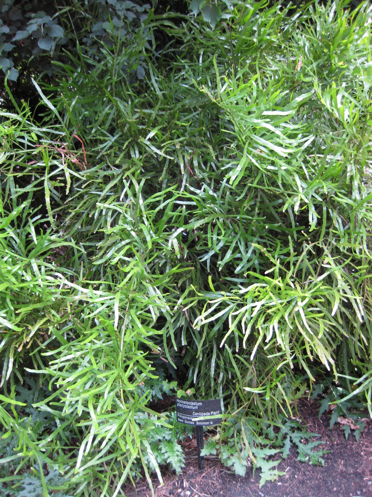 Centipede Plant (Muehlenbeckia platyclada) plant