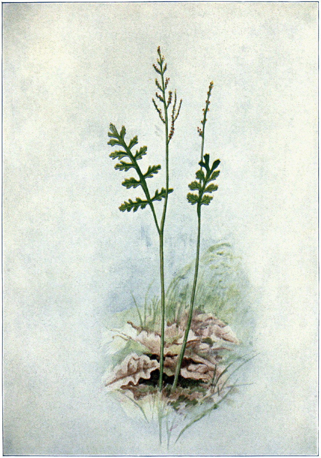 Chamomile Grape Fern (Botrychium matricariifolium) plant