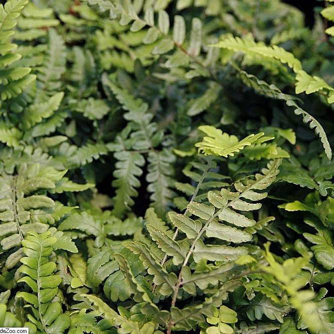 champion's wood fern (Dryopteris championii) plant — close-up photo