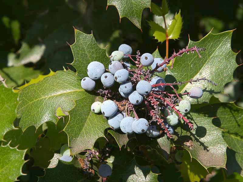 Charity Mahonia (Mahonia x media 'Charity') plant