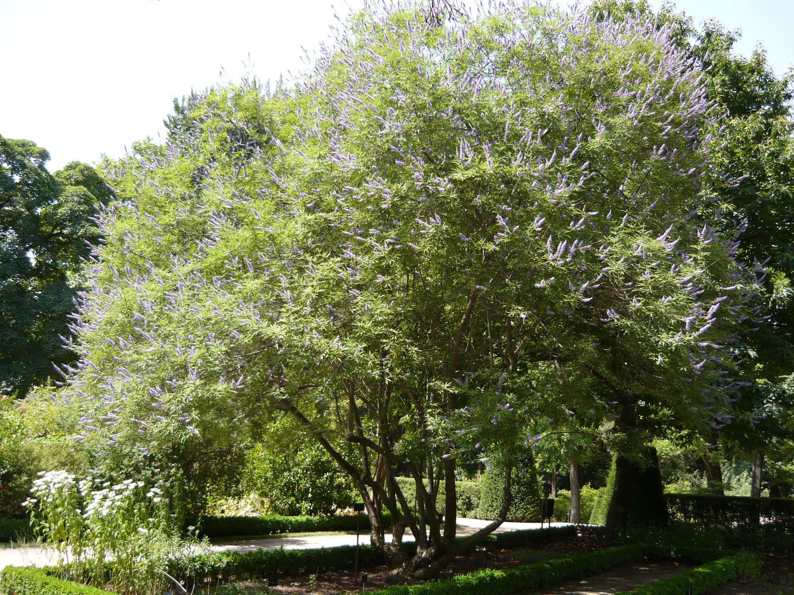Chaste Tree (Vitex agnus-castus) plant