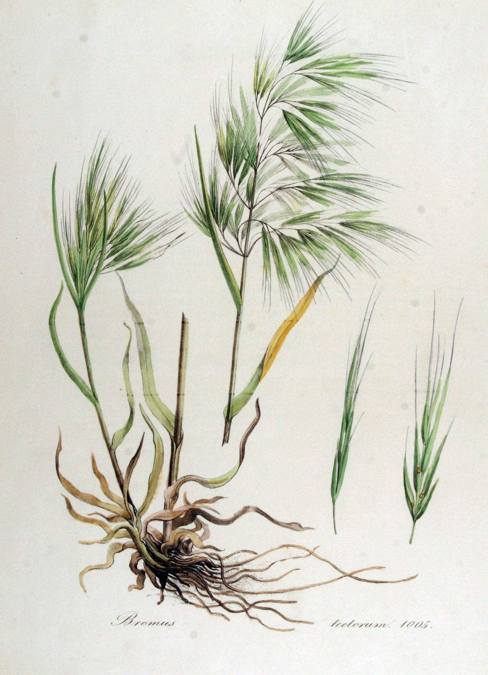 Cheatgrass (Bromus tectorum) plant