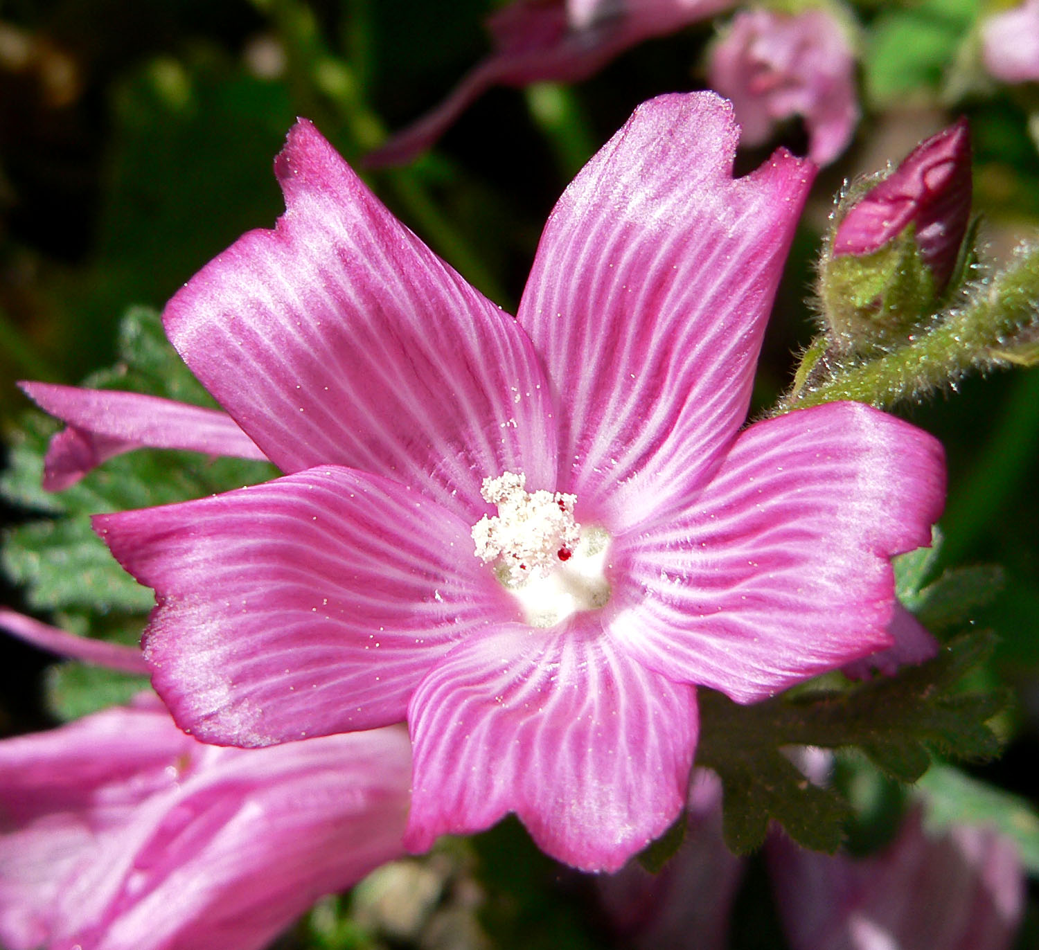 Checkerbloom (Sidalcea malviflora) plant
