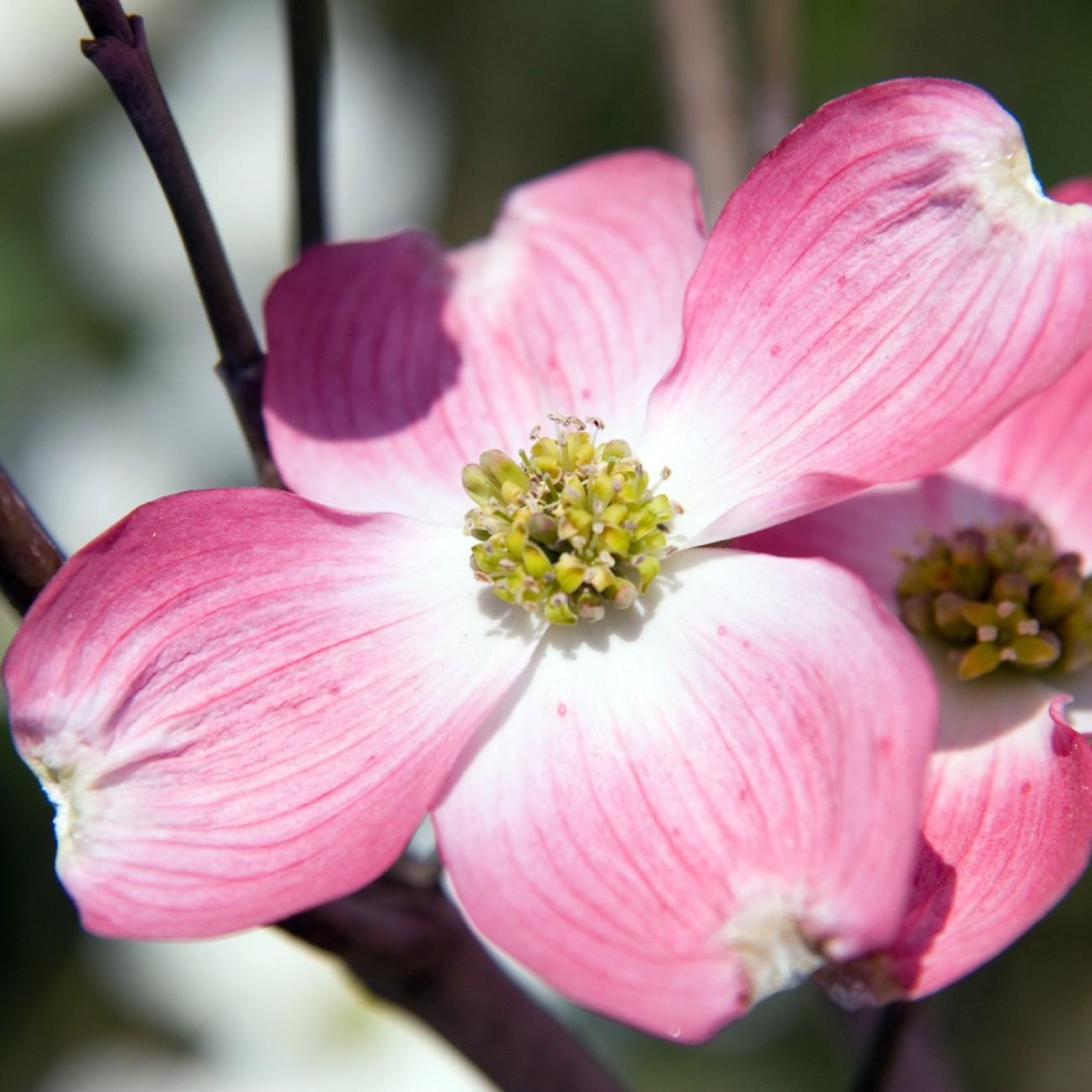 Cherokee Brave Flowering Dogwood (Cornus florida 'Cherokee Brave') plant — close-up photo