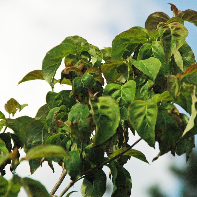 Cherokee Chief Flowering Dogwood (Cornus florida 'Cherokee Chief') plant — close-up photo