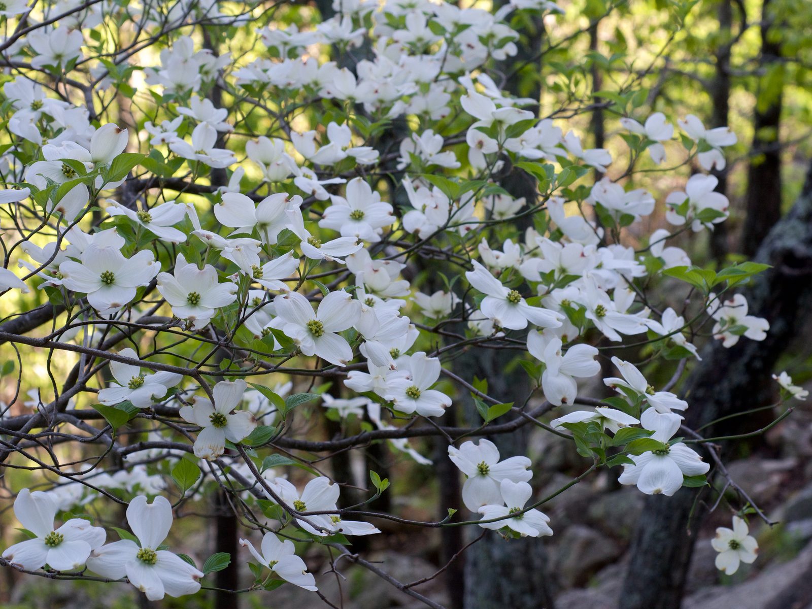 Cherokee Daybreak Flowering Dogwood (Cornus florida 'Cherokee Daybreak') plant — close-up photo