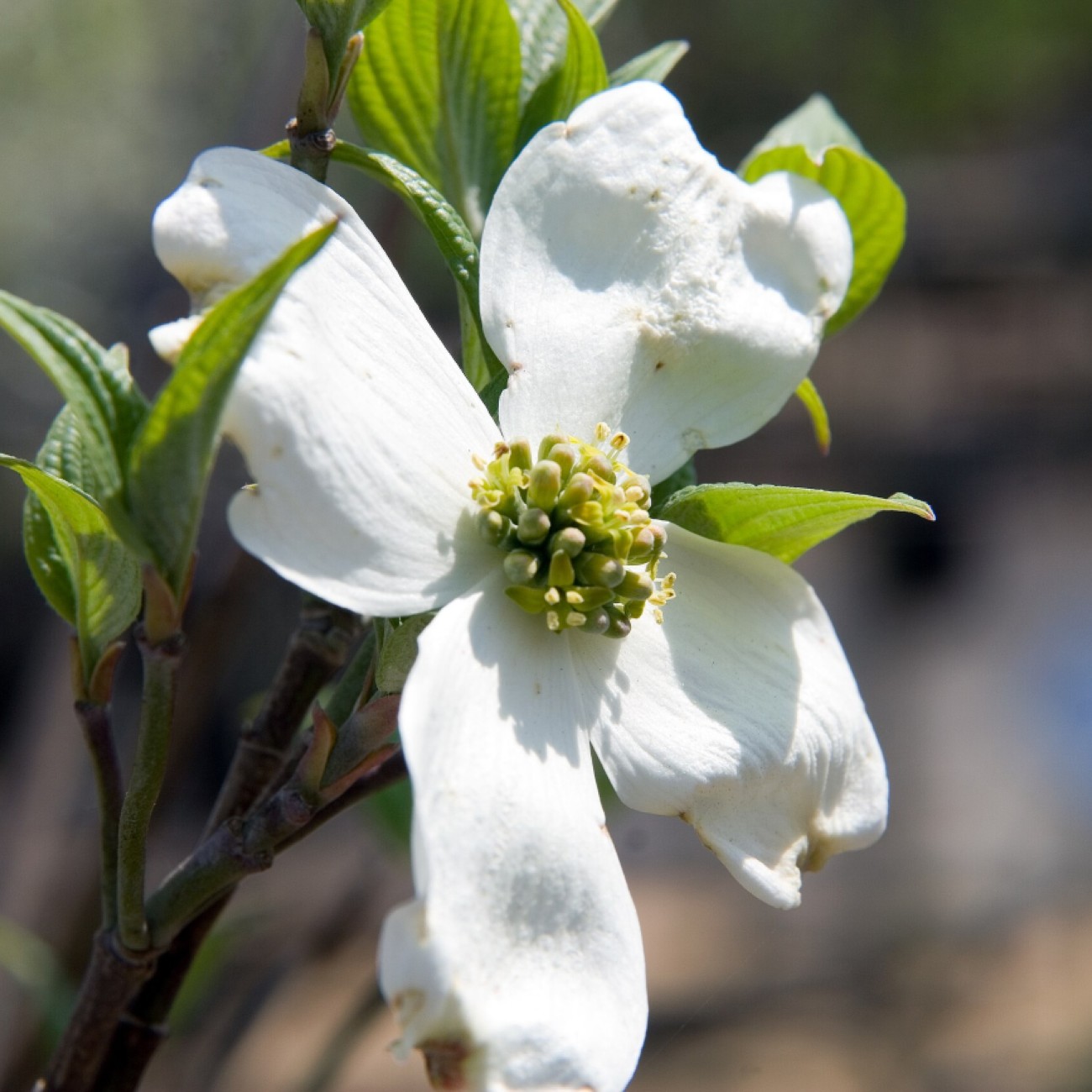 Cherokee Princess Flowering Dogwood (Cornus florida 'Cherokee Princess') plant — close-up photo