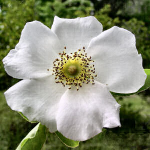 Cherokee Rose (Rosa laevigata) plant