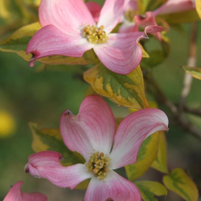 Cherokee Sunset Flowering Dogwood (Cornus florida 'Cherokee Sunset') plant — close-up photo