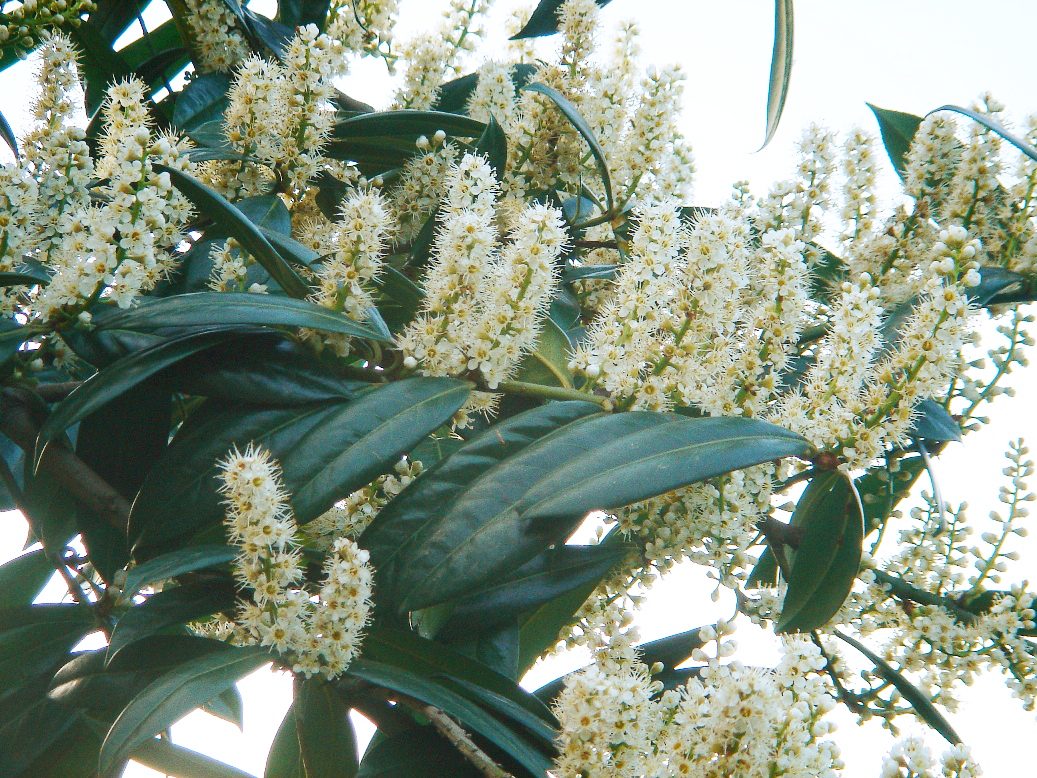 Cherry Laurel (Prunus laurocerasus) plant