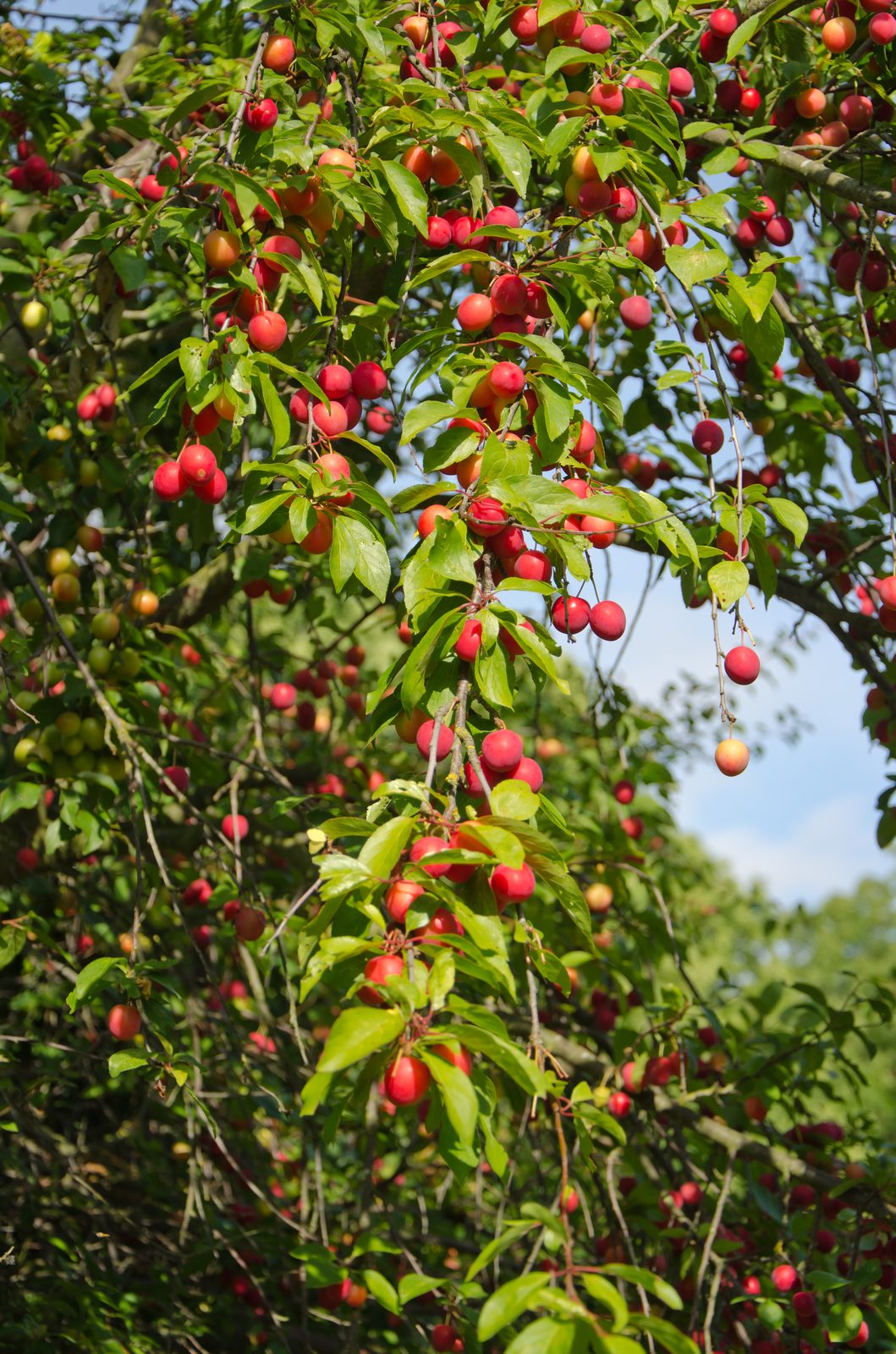 Cherry Plum (Prunus cerasifera) plant