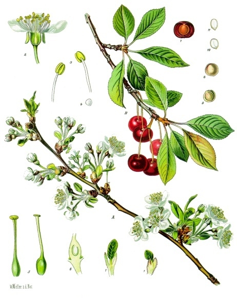 Cherry (Prunus subg. Cerasus) plant